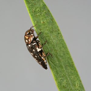 Diphucrania cupreicollis, PL0946, male, on Acacia ligulata, MU, 7.3 × 2.8 mm